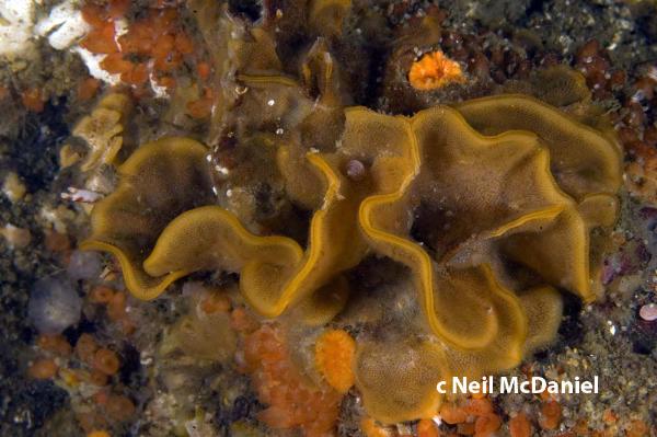 Photo of Hippodiplosia insculpta by <a href="http://www.seastarsofthepacificnorthwest.info/">Neil McDaniel</a>